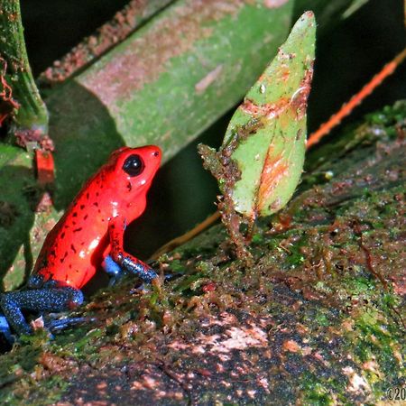 La Selva Biological Station Hotel Sarapiquí Eksteriør billede