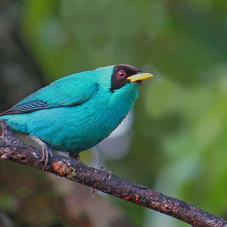 La Selva Biological Station Hotel Sarapiquí Eksteriør billede