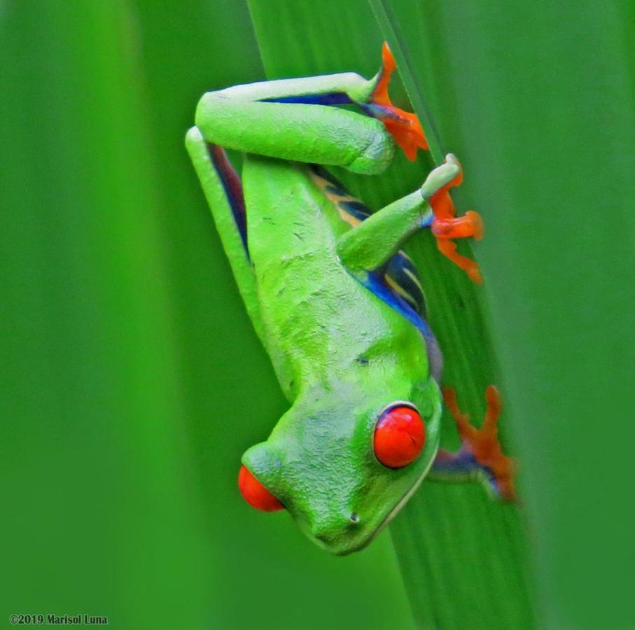La Selva Biological Station Hotel Sarapiquí Eksteriør billede