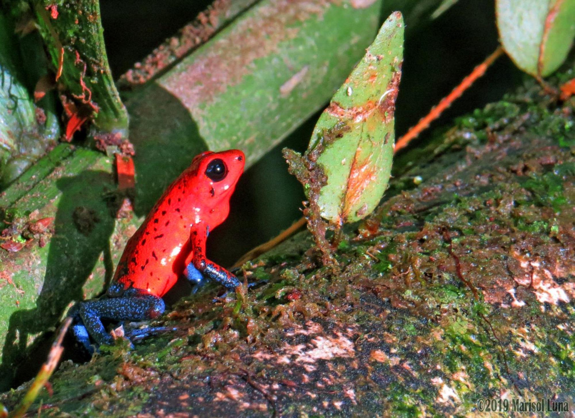 La Selva Biological Station Hotel Sarapiquí Eksteriør billede