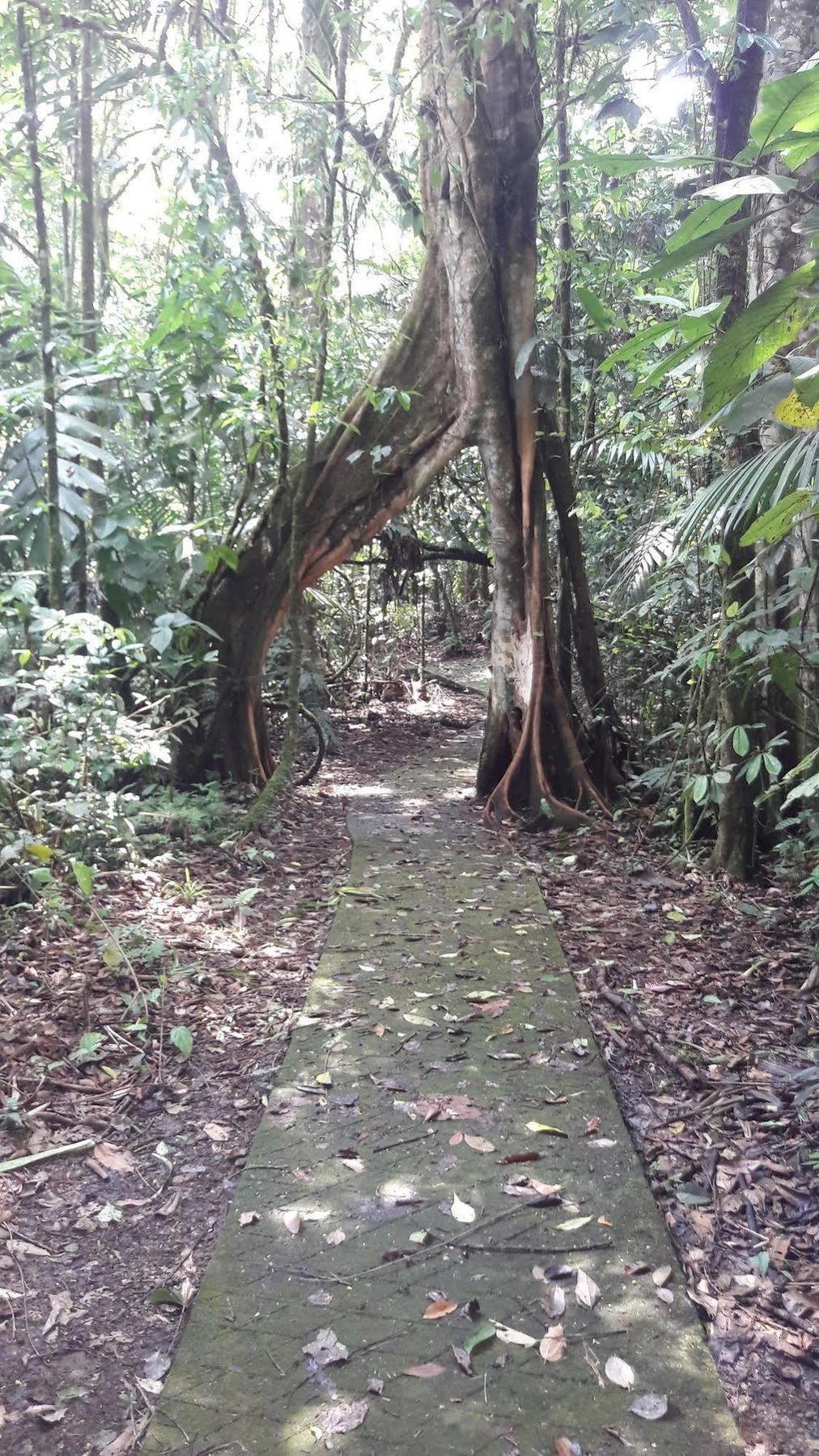 La Selva Biological Station Hotel Sarapiquí Eksteriør billede